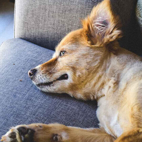 From the Archives: Is your fur baby a room clearer?